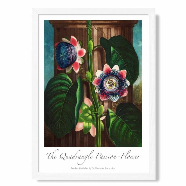 ARTZE Vintage Floral Exhibition - Quadrangle Passion flower Framed Print SIZE: A2 with White Frame in Green - Size: A4 - image 1