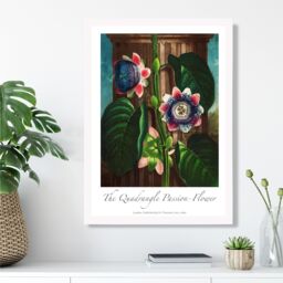 ARTZE Vintage Floral Exhibition - Quadrangle Passion flower Framed Print SIZE: A2 with White Frame in Green - Size: A4 - thumbnail 2