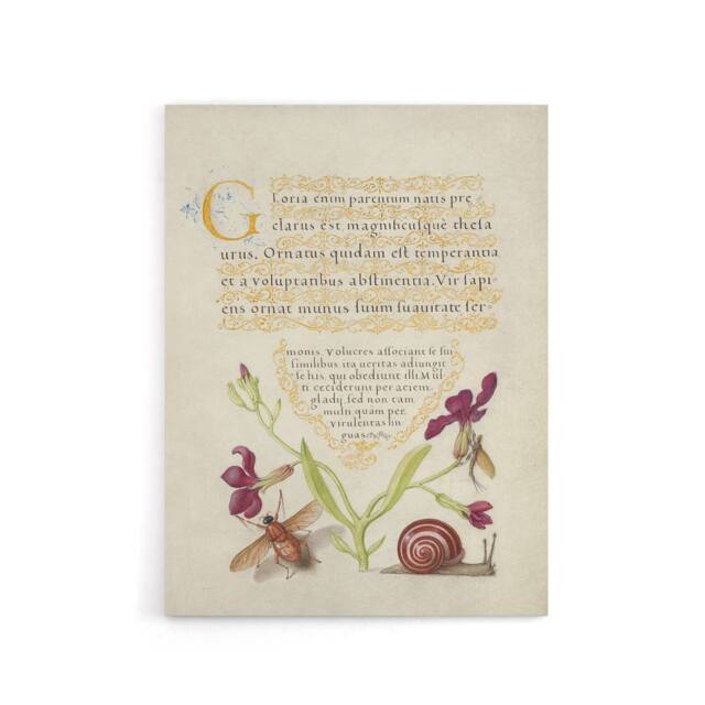 "Artery8 Gillyflower Fly Mayfly & Snail Calligraphy Canvas Wall Art Print in Beige - Size: W18"" x H24""" - image 1