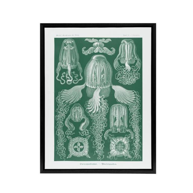 "Artery8 Cubomedusae Jellyfish Species Haeckel Botanical Framed Canvas Wall Art in Green - Size: W12"" x H16""" - image 1