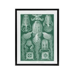 "Artery8 Cubomedusae Jellyfish Species Haeckel Botanical Framed Canvas Wall Art in Green - Size: W12"" x H16""" - thumbnail 1
