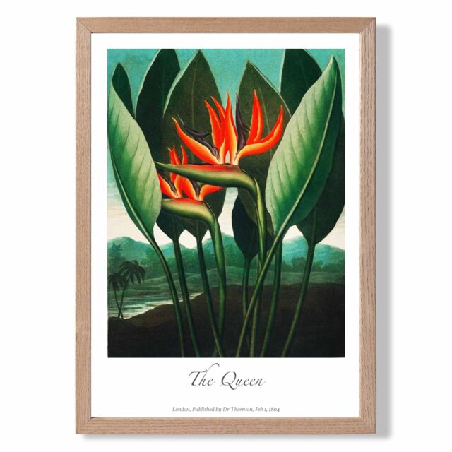 ARTZE Vintage Floral Exhibition - The Queen Tropical Flower Framed Print SIZE: A2 with Oak Frame in Red - image 1