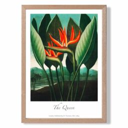 ARTZE Vintage Floral Exhibition - The Queen Tropical Flower Framed Print SIZE: A2 with Oak Frame in Red - thumbnail 1