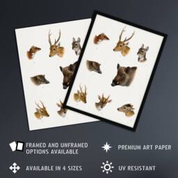 "Artery8 Wildlife Animals Vintage Illustration Lydekker Framed Wall Art Print in White - Size: W12"" x H16""" - thumbnail 2