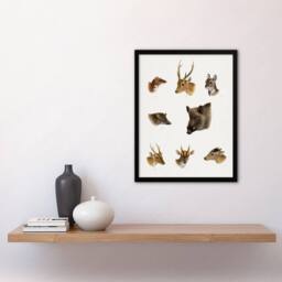 "Artery8 Wildlife Animals Vintage Illustration Lydekker Framed Wall Art Print in White - Size: W12"" x H16""" - thumbnail 4