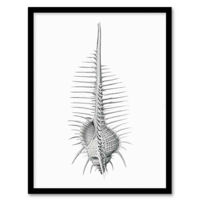 Artery8 Ernst Haeckel Framed Wall Art Print Murex Shell Seashell Drawing in White - Size: A4 - image 1