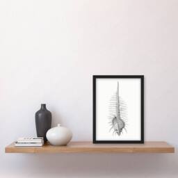 Artery8 Ernst Haeckel Framed Wall Art Print Murex Shell Seashell Drawing in White - Size: A4 - thumbnail 2