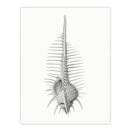 Artery8 Ernst Haeckel Framed Wall Art Print Murex Shell Seashell Drawing in White - Size: A4 - thumbnail 3
