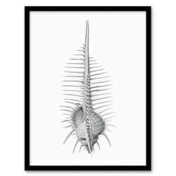 Artery8 Ernst Haeckel Framed Wall Art Print Murex Shell Seashell Drawing in White - Size: A4 - thumbnail 1