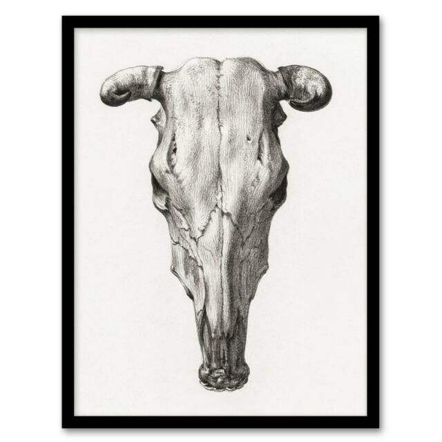 Artery8 Skull of a Cow Pencil Drawing Bernard Vintage Framed Wall Art Print in White - Size: A4 - image 1
