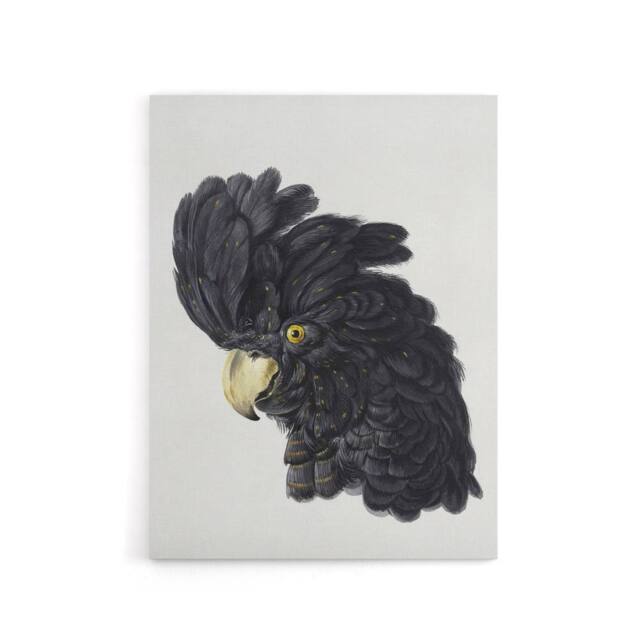 "Artery8 Head of a Black Cockatoo Watercolour Schouman Canvas Wall Art Print in White - Size: W12"" x H16""" - image 1