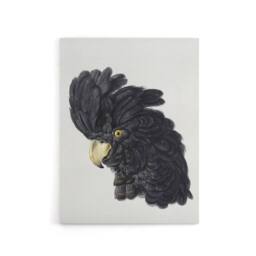 "Artery8 Head of a Black Cockatoo Watercolour Schouman Canvas Wall Art Print in White - Size: W12"" x H16""" - thumbnail 1