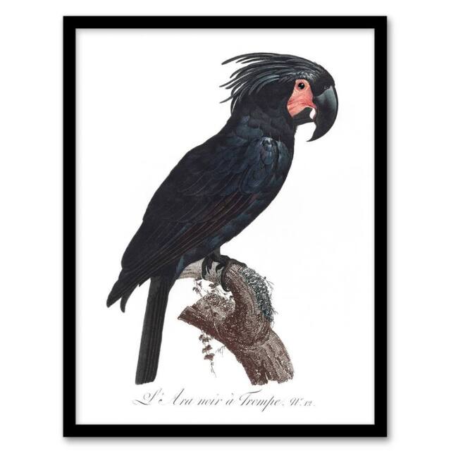 Artery8 Black Palm Cockatoo Parrot Levaillant Framed Wall Art Print in White - Size: A4 - image 1