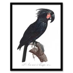 Artery8 Black Palm Cockatoo Parrot Levaillant Framed Wall Art Print in White - Size: A4 - thumbnail 1