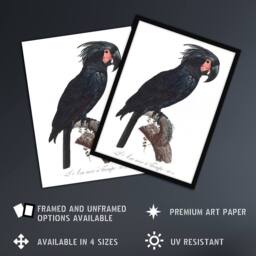Artery8 Black Palm Cockatoo Parrot Levaillant Framed Wall Art Print in White - Size: A4 - thumbnail 2