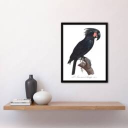 Artery8 Black Palm Cockatoo Parrot Levaillant Framed Wall Art Print in White - Size: A4 - thumbnail 4