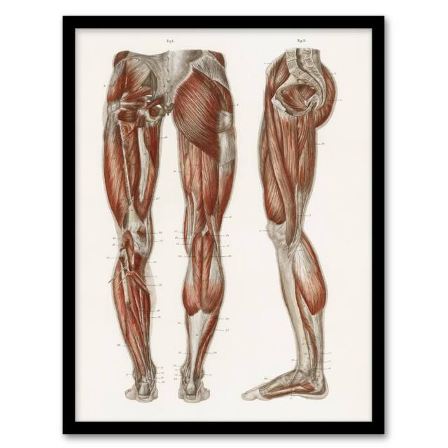 Artery8 Leg & Feet Muscle Anatomy Bock Vintage Framed Wall Art Print in White - Size: A4 - image 1