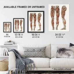 Artery8 Leg & Feet Muscle Anatomy Bock Vintage Framed Wall Art Print in White - Size: A4 - thumbnail 3