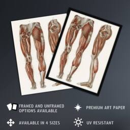 Artery8 Leg & Feet Muscle Anatomy Bock Vintage Framed Wall Art Print in White - Size: A4 - thumbnail 2
