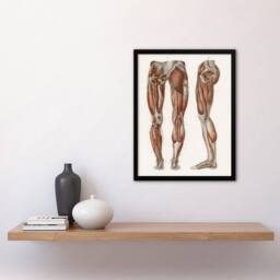 Artery8 Leg & Feet Muscle Anatomy Bock Vintage Framed Wall Art Print in White - Size: A4 - thumbnail 4