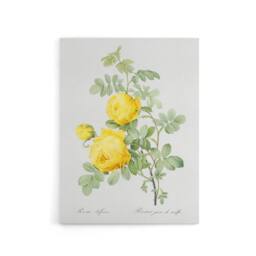 "Artery8 Yellow Rose Botanical Redoute Vintage Canvas Wall Art in White - Size: W18"" x H24""" - thumbnail 1