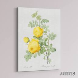 "Artery8 Yellow Rose Botanical Redoute Vintage Canvas Wall Art in White - Size: W18"" x H24""" - thumbnail 2