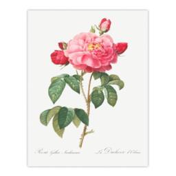 Artery8 Redoute Framed Wall Art French Rose Vintage Botanical Illustration in White - Size: A4 - thumbnail 3