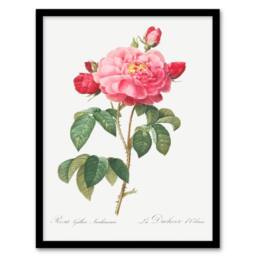 Artery8 Redoute Framed Wall Art French Rose Vintage Botanical Illustration in White - Size: A4 - thumbnail 1