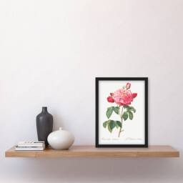 Artery8 Redoute Framed Wall Art French Rose Vintage Botanical Illustration in White - Size: A4 - thumbnail 2