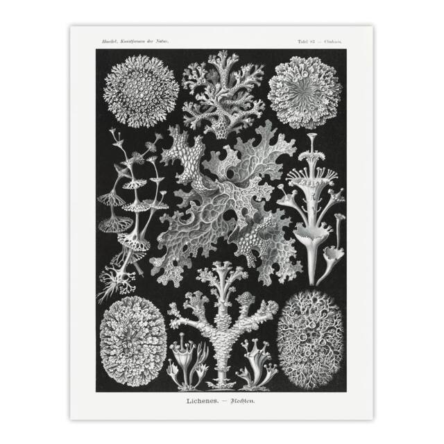 "Artery8 Lichen Species Vintage Haeckel Botanical Wall Art Print Poster in Black - Size: W24"" x H32""" - image 1