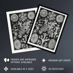 "Artery8 Lichen Species Vintage Haeckel Botanical Wall Art Print Poster in Black - Size: W24"" x H32""" - thumbnail 2