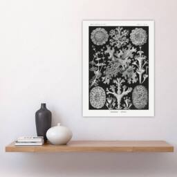 "Artery8 Lichen Species Vintage Haeckel Botanical Wall Art Print Poster in Black - Size: W24"" x H32""" - thumbnail 4