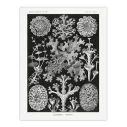 "Artery8 Lichen Species Vintage Haeckel Botanical Wall Art Print Poster in Black - Size: W24"" x H32""" - thumbnail 1