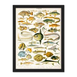 "Artery8 Wall Art Print Millot Encyclopedia Page Variety Sea Fish Large Framed Wall Décor Art in White - Size: W18"" x H24""" - thumbnail 1