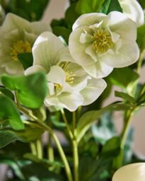 Dibor White Hellebore Flowers in Round Blue Flower Vase H41 x Dia38cm - Size: Medium - thumbnail 3