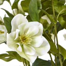 Dibor White Hellebore Flowers in Round Blue Flower Vase H41 x Dia38cm - Size: Medium - thumbnail 6