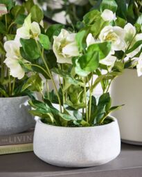 Dibor White Hellebore Flowers in Round Blue Flower Vase H41 x Dia38cm - Size: Medium - thumbnail 1