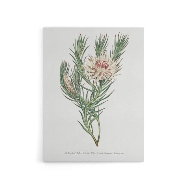 "Artery8 Francis Sansom Dagger Leaf Sugarbush Flower Bloom Canvas Art Print in White - Size: W12"" x H16""" - image 1
