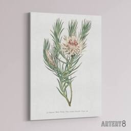 "Artery8 Francis Sansom Dagger Leaf Sugarbush Flower Bloom Canvas Art Print in White - Size: W12"" x H16""" - thumbnail 2