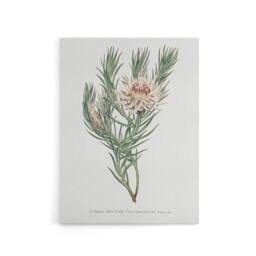 "Artery8 Francis Sansom Dagger Leaf Sugarbush Flower Bloom Canvas Art Print in White - Size: W12"" x H16""" - thumbnail 1