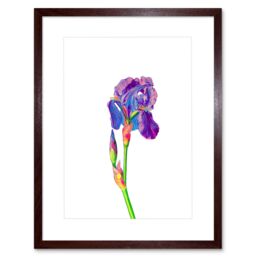 "Artery8 Wall Art Print Vintage Bright Botanicals Iris Framed in Brown - Size: W7"" x H9""" - thumbnail 1