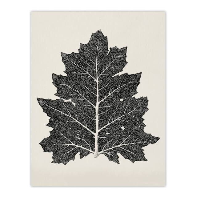 "Artery8 Black & White Leaf Drawing Owen Jones Vintage Wall Art Print Poster in Beige - Size: W12"" x H16""" - image 1