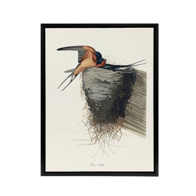 "Artery8 Birds of America Barn Swallow Audubon Nature Black Framed Canvas Art in White - Size: W12"" x H16""" - image 1