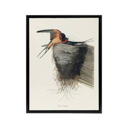 "Artery8 Birds of America Barn Swallow Audubon Nature Black Framed Canvas Art in White - Size: W12"" x H16""" - thumbnail 1