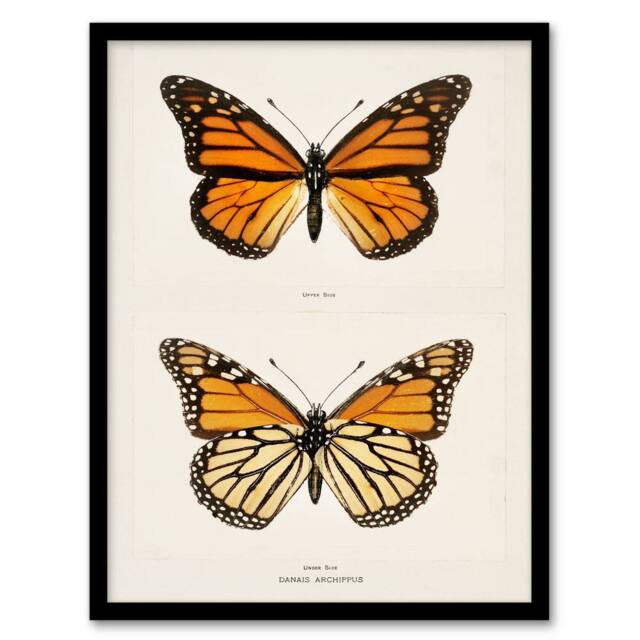 Artery8 Sherman Denton Framed Wall Art Monarch Butterfly Vintage Illustration in White - Size: A4 - image 1