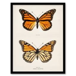 Artery8 Sherman Denton Framed Wall Art Monarch Butterfly Vintage Illustration in White - Size: A4 - thumbnail 1