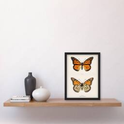 Artery8 Sherman Denton Framed Wall Art Monarch Butterfly Vintage Illustration in White - Size: A4 - thumbnail 2