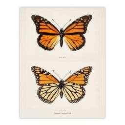 Artery8 Sherman Denton Framed Wall Art Monarch Butterfly Vintage Illustration in White - Size: A4 - thumbnail 3