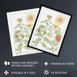 Artery8 Chrysanthemum Flower Vintage Floral Framed Wall Art Print Verneuil in White - Size: A4 - thumbnail 2