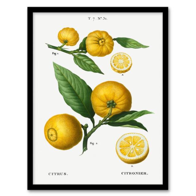 Artery8 Pierre Joseph Redoute Framed Wall Art Print Clusters of Citrus Fruit in White - Size: A4 - image 1